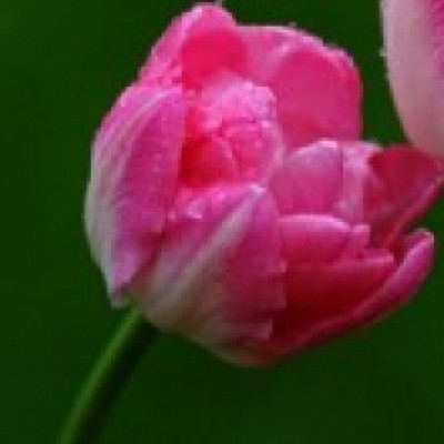 الهام آزموده