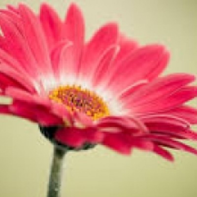 سعیده خلیلی صفا