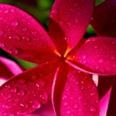 پگاه گوشه