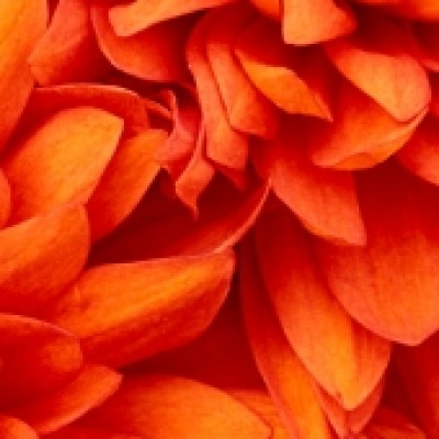 فاطمه ظهرابی