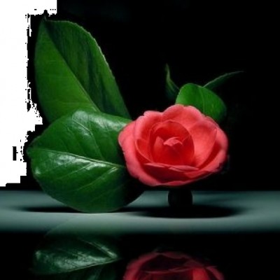 فریده مرادی
