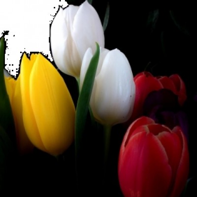 آرزو محمدی