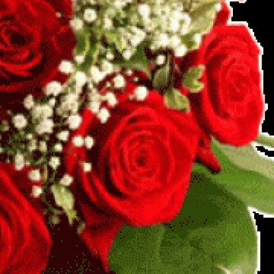 فرشته فردید