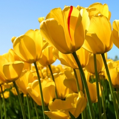 نگار ذیلابی