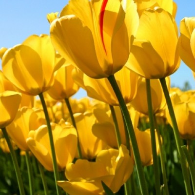رقیه محسنی نیا