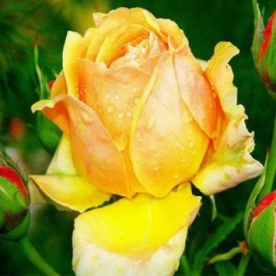 سمیه هندالی