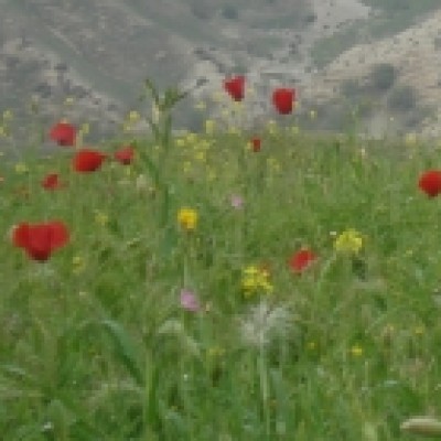 گوهر آزادی