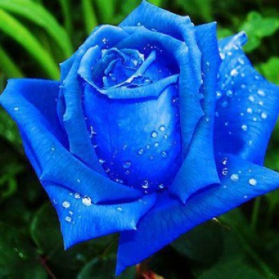 فاطمه بینا