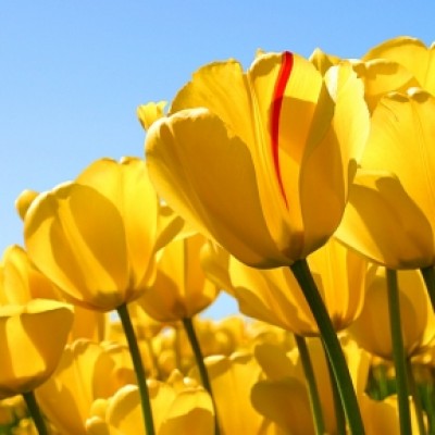نگین رحیمی